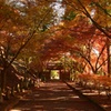 紅葉参道