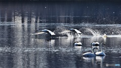 白鳥飛びだし