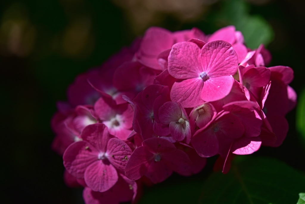 紫陽花