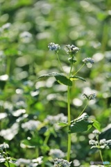 蕎麦の花