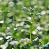 蕎麦の花