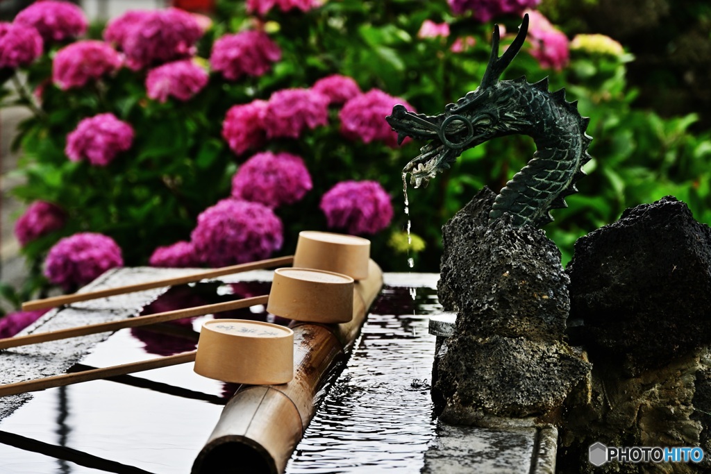 手水と紫陽花