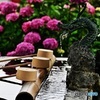 手水と紫陽花