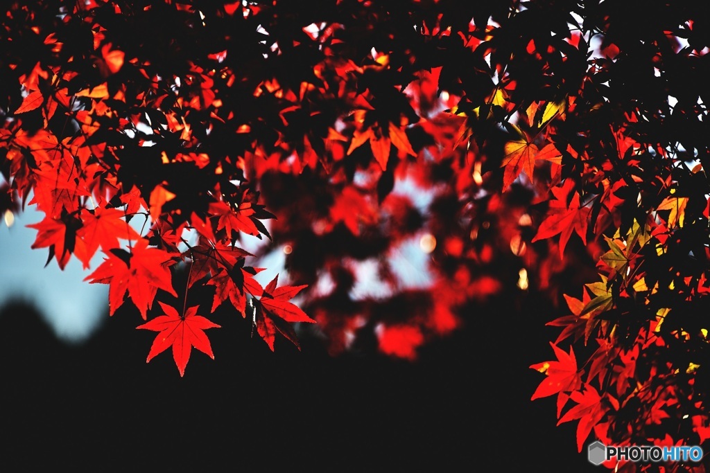 モミジの紅葉