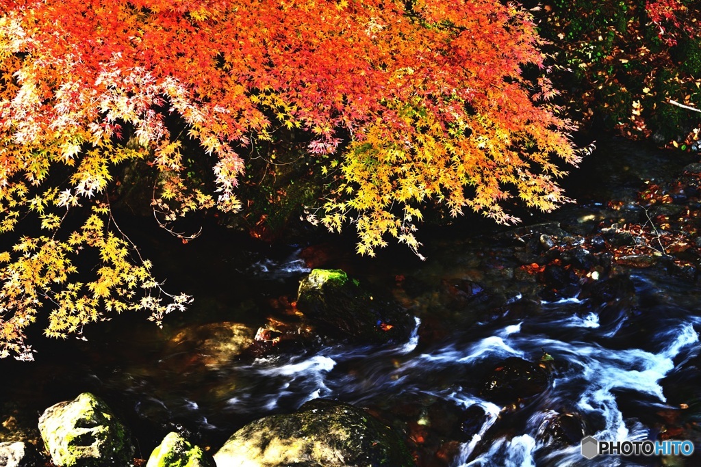 桐生川上流の紅葉