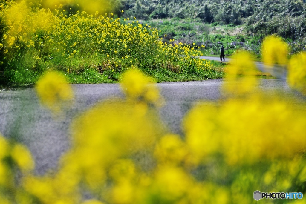 菜の花街道