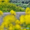 菜の花街道