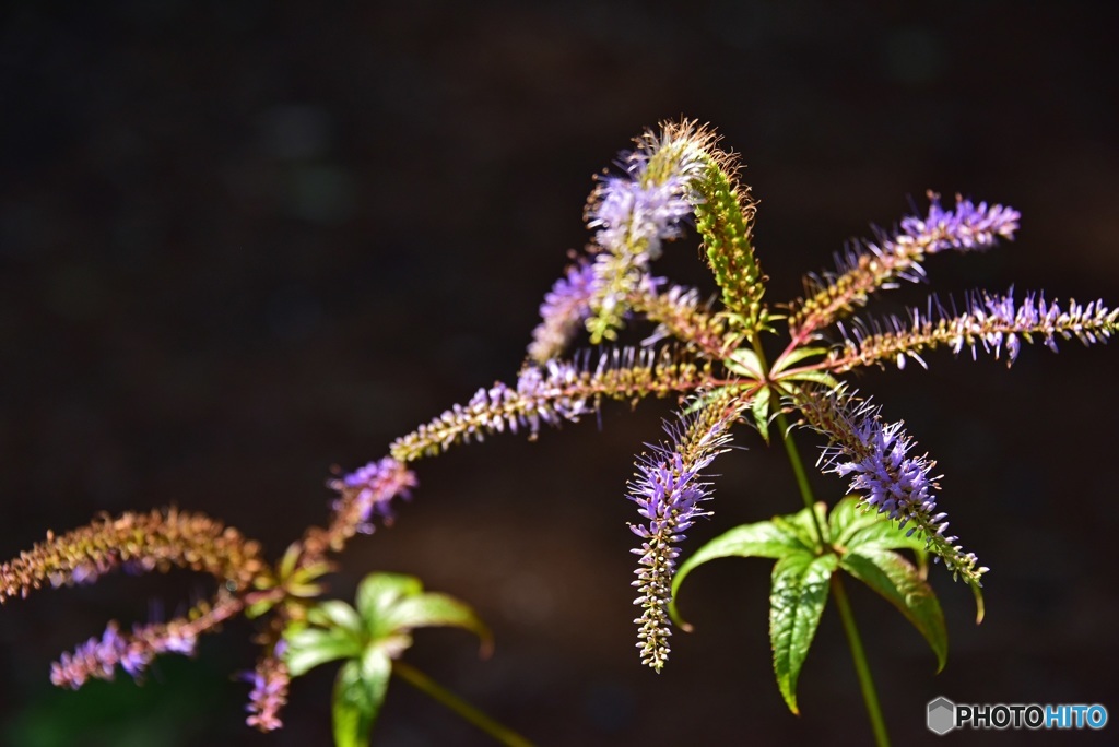 花の花火