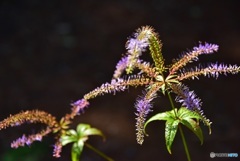 花の花火