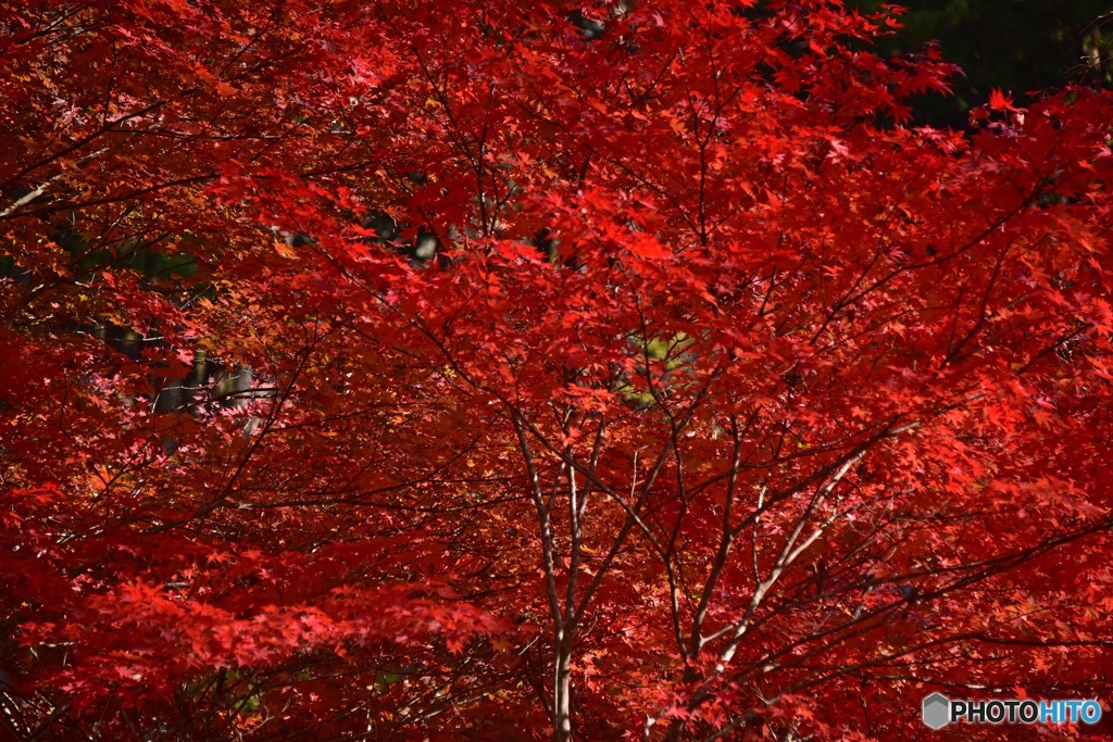 紅