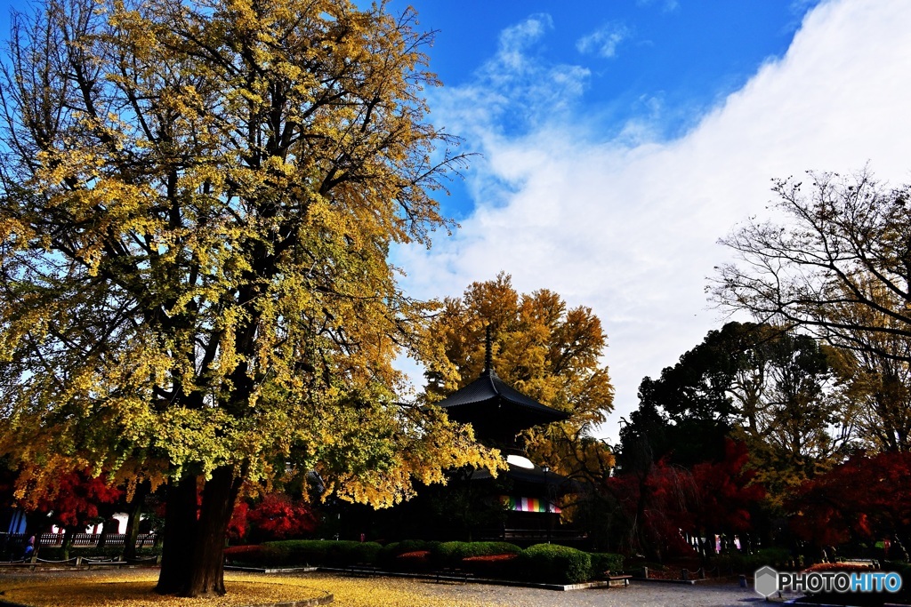 鑁阿寺　黄葉の多宝塔2