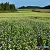 蕎麦の花咲く頃