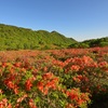 レンゲツツジの群落