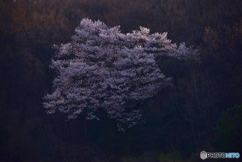 山桜