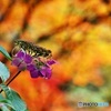 秋紫陽花