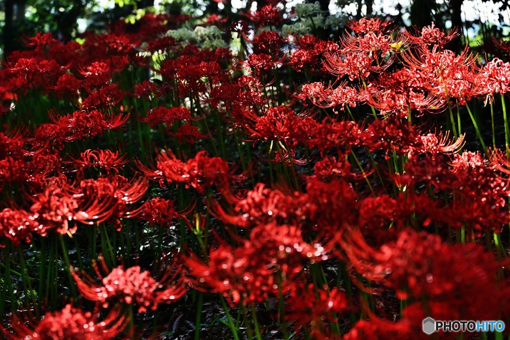 彼岸花群生