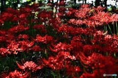 彼岸花群生