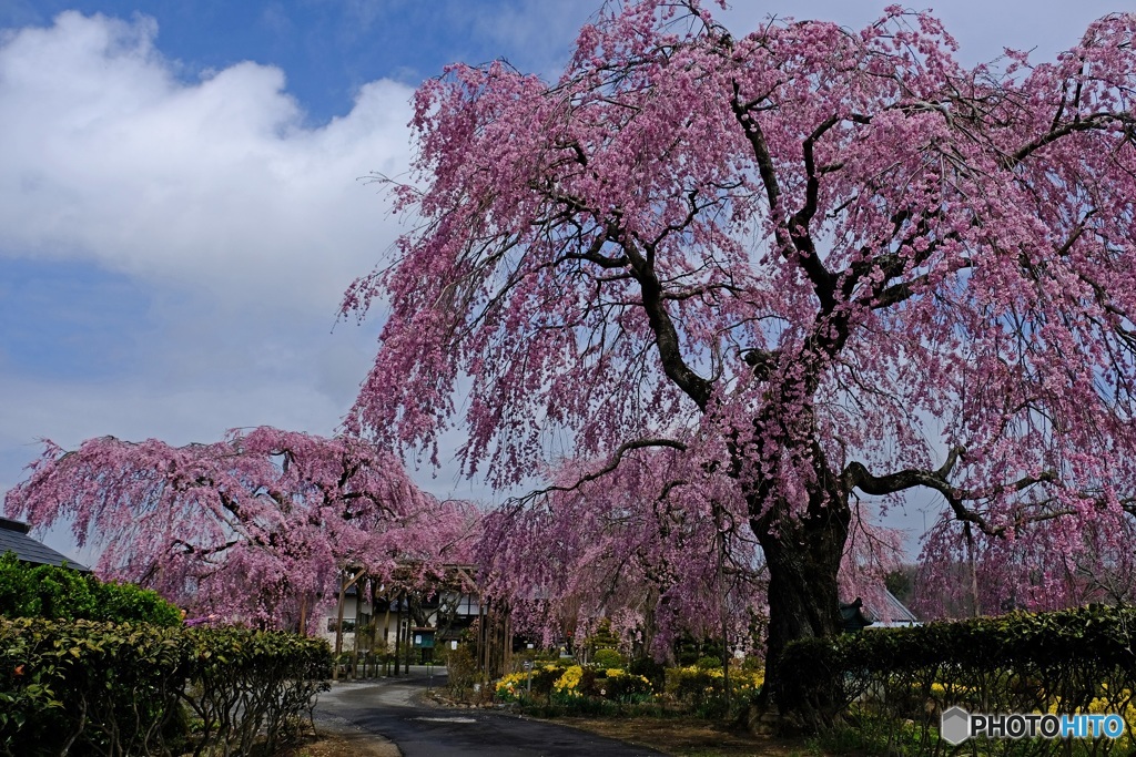 枝垂れ桜２