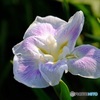 花菖蒲