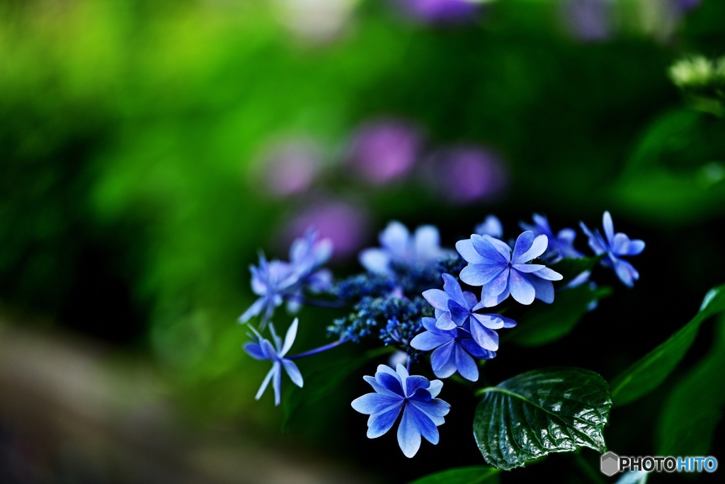 紫陽花1