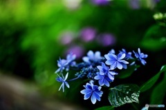 紫陽花1