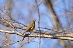 ルリビタキ♂幼鳥