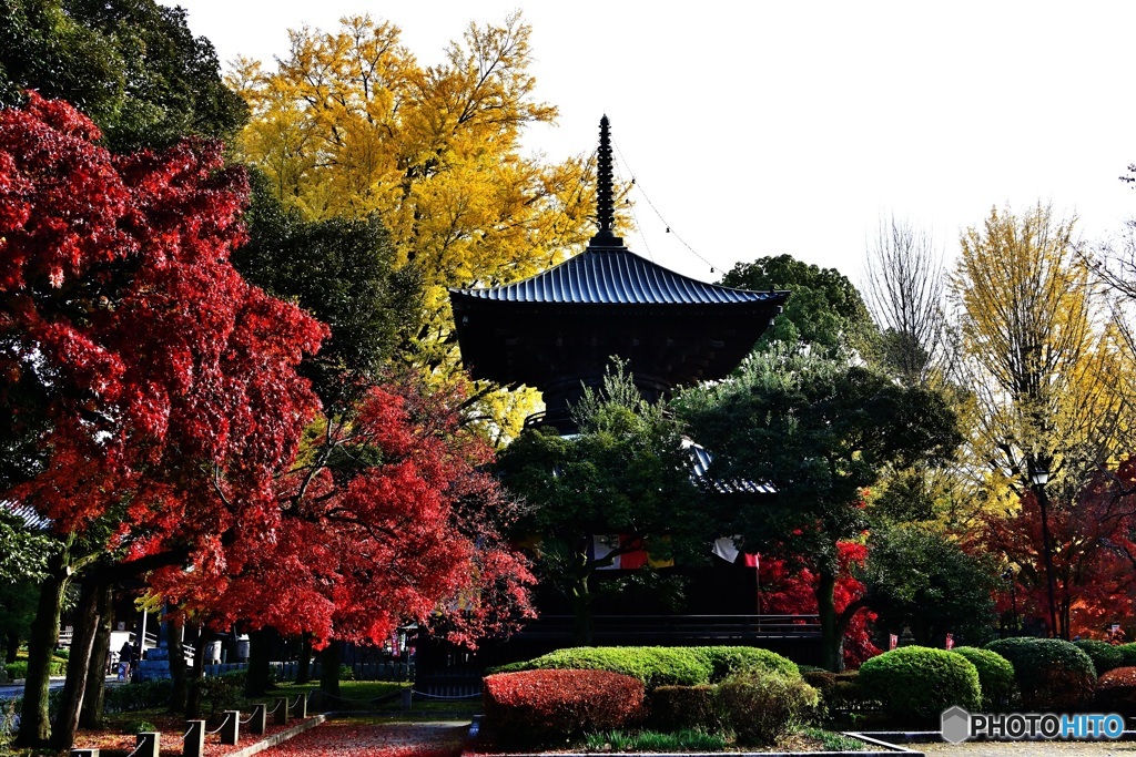 鑁阿寺　紅葉の多宝塔3