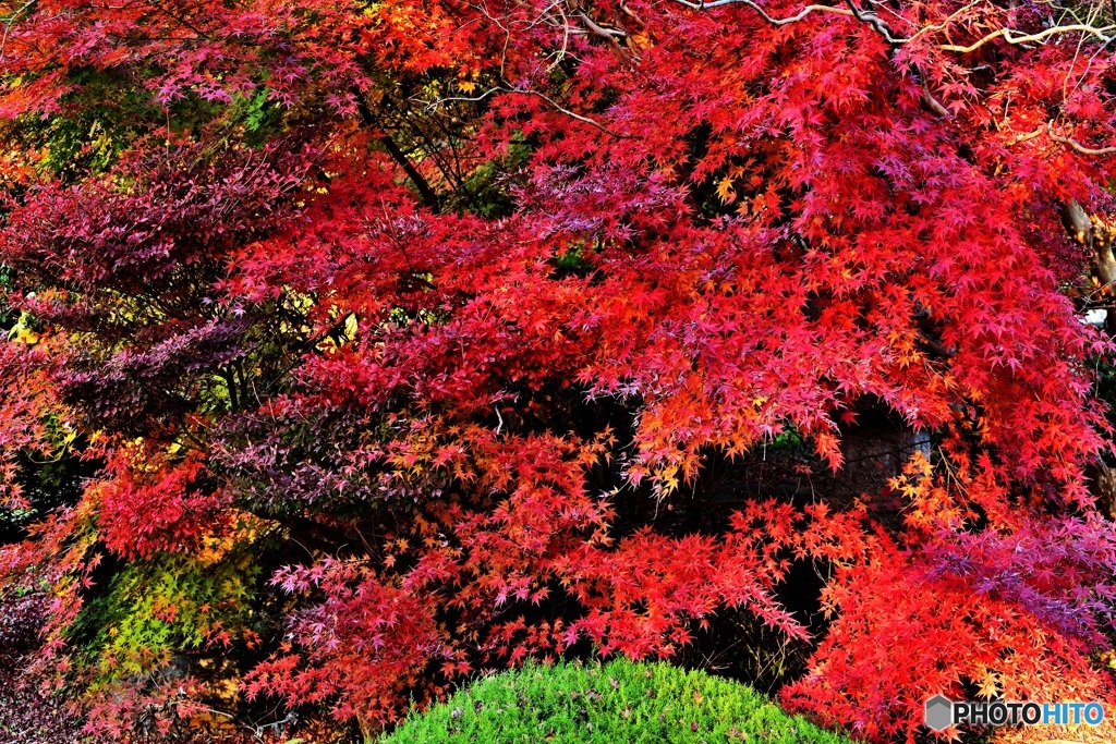 モミジ紅く