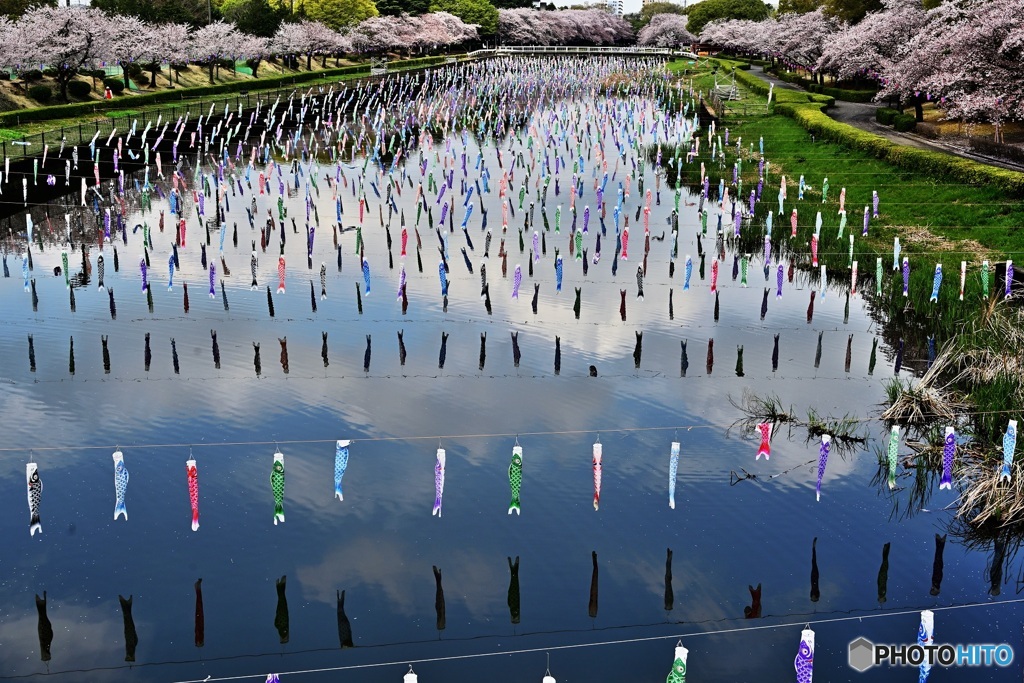 桜と鯉のぼり