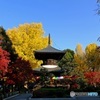 紅葉の多宝塔