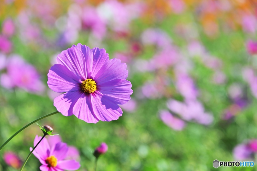 コスモスの花