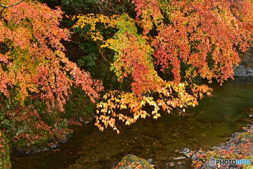 桐生川上流の紅葉