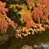 桐生川上流の紅葉