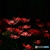 朝の彼岸花