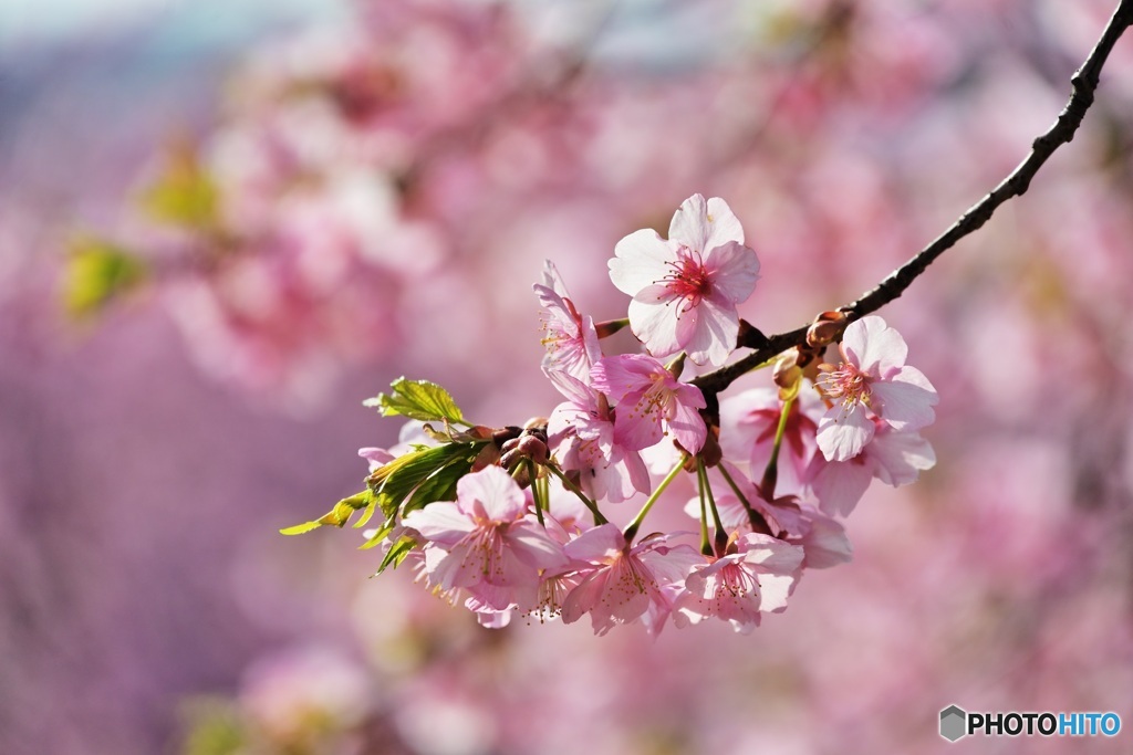 河津桜