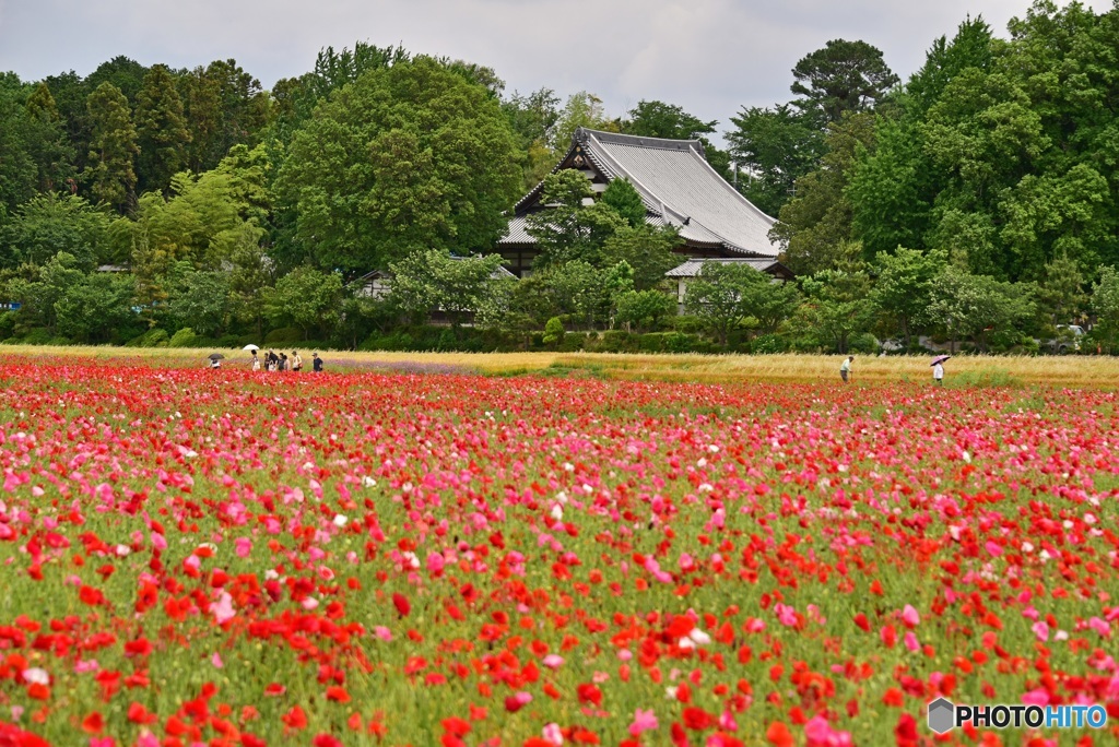 花と寺