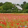 花と寺