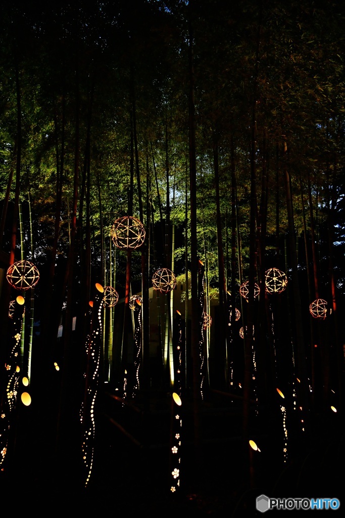 竹林ライトアップ