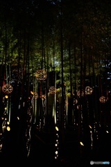竹林ライトアップ