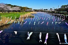 鶴生田川の鯉のぼりと桜並木