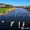 鶴生田川の鯉のぼりと桜並木