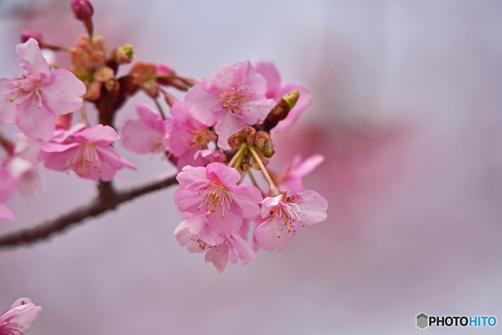 河津桜