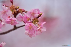 河津桜