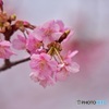 河津桜