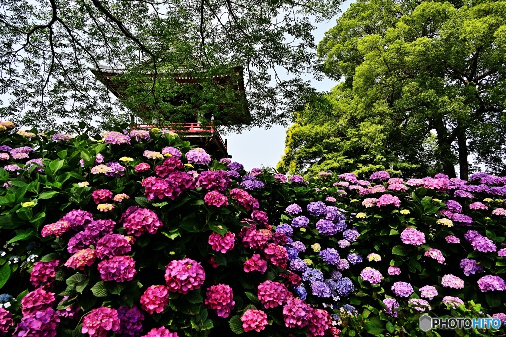 鐘楼と紫陽花