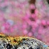 苔