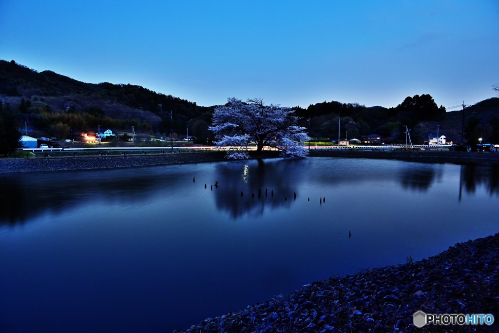 夜桜