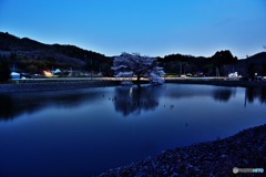 夜桜