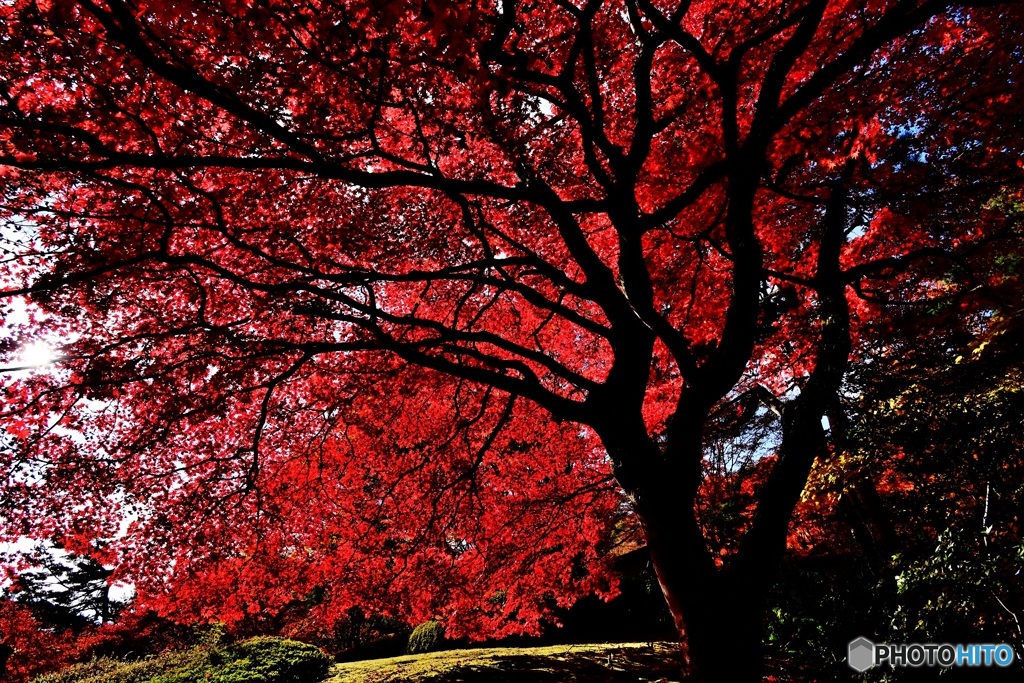 紅の葉