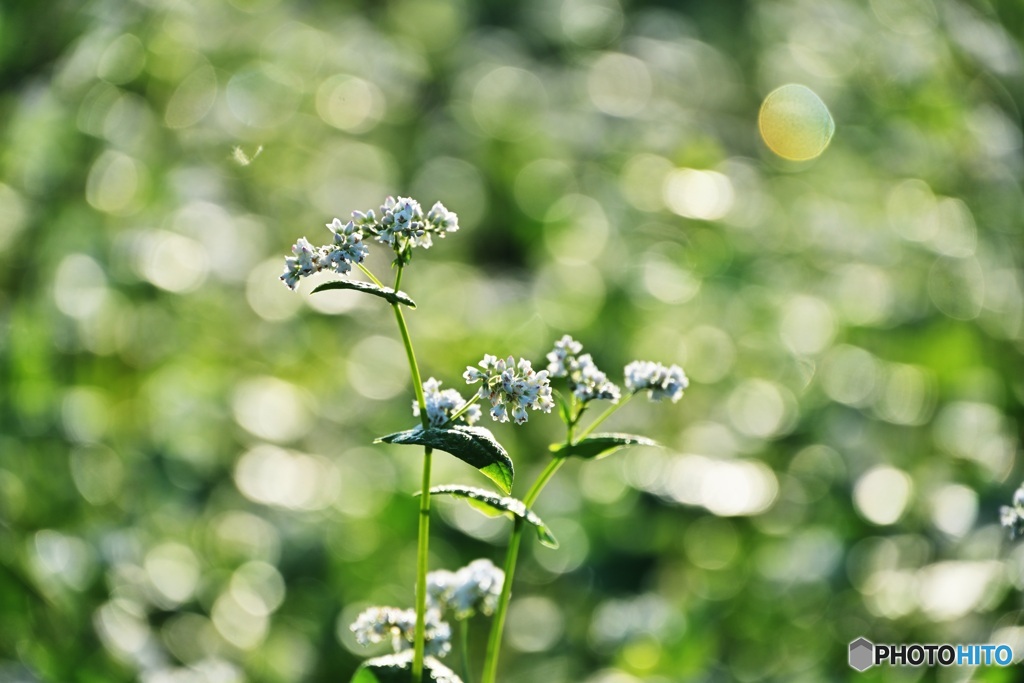 蕎麦の花と朝日